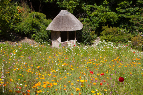 Fototapet Saltash (England), UK - August 21, 2015: Cotehele park, near Saltash,  Cornwall, England, United Kingdom