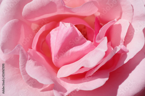 Close-up macro view of the petals of a pink rose blossom
