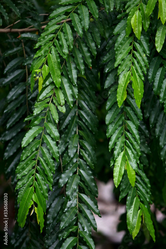 Leaves Tropical forest trees texture background wallpaper