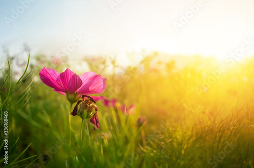 closeup Cosmos flowers during sunrise soil. Beautiful natural sunlight during sunset area and a blur of use.