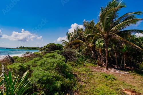 Caribbean landscape with palm trees on biamca beach Playa del Carmen Mexico