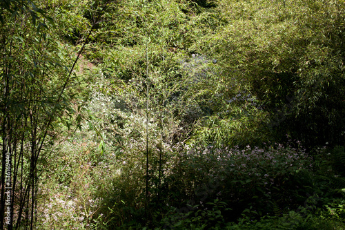Tablou pe pânză Saltash (England), UK - August 21, 2015: Cotehele park, near Saltash,  Cornwall, England, United Kingdom