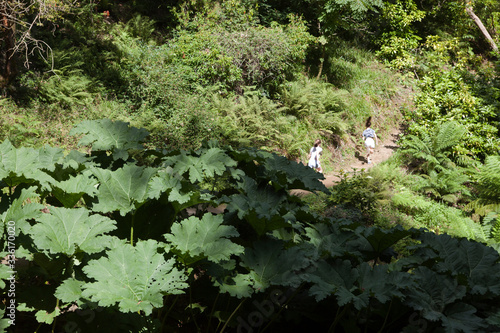Fotografie Saltash (England), UK - August 21, 2015: Cotehele park, near Saltash,  Cornwall, England, United Kingdom