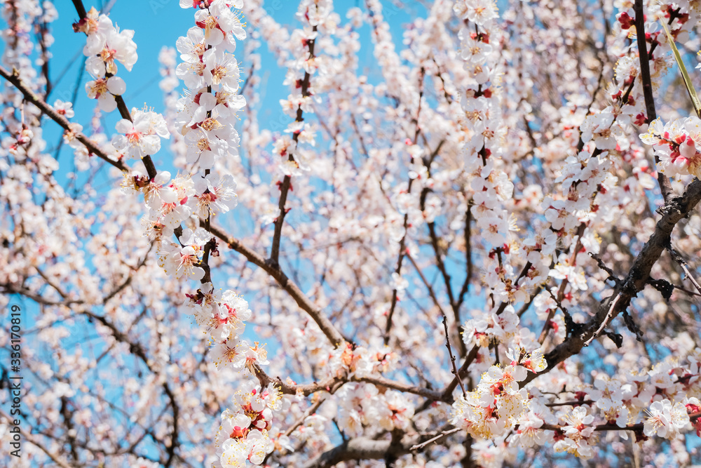 Fototapeta premium Cherry blossom, spring time, fresh flower blossom background.