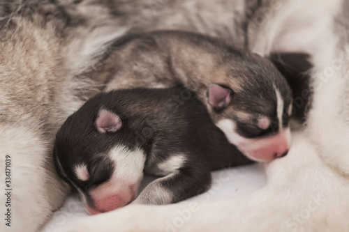 Newborn Siberian Husky puppy age of 1 days. Husky Dog Breeding. Concept of veterinary medicine, zoo clinic, veterinary clinic. Dog puppies sleep. Zoo hotel. Animal hotel. Goods for pets