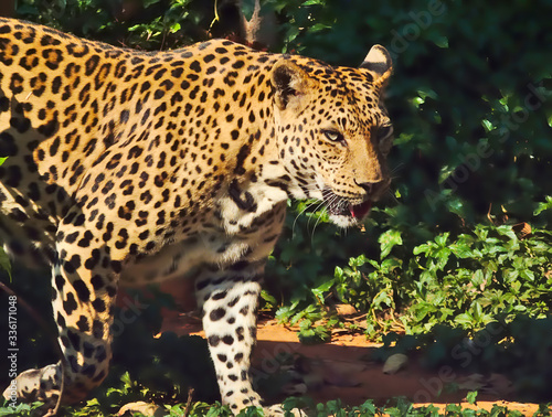 Leopard is walking.