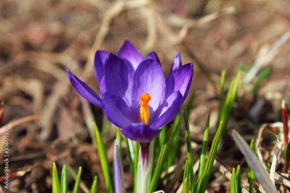 Beautiful blue crocuses flowers. Flowering of the first snowdrops in spring. Side and top view. Close-up. Selective focus. Background. Landscape. Beautiful blue crocuses flowers. Flowering of the first snowdrops in spring. Side and top view. Close-up. Selective focus. Background. Landscape.