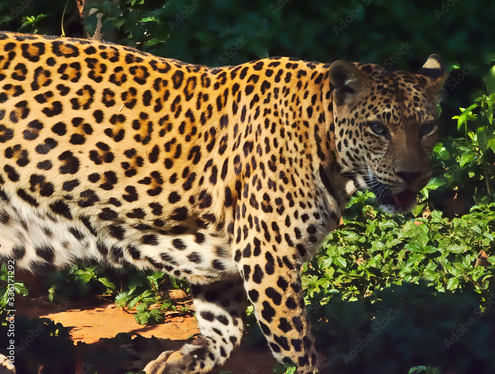Naklejka premium Leopard is walking.