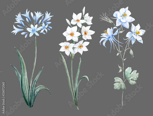 Fotografi Beautiful watercolor floral set with gentle blue allium, narcissus and aquilegia flowers