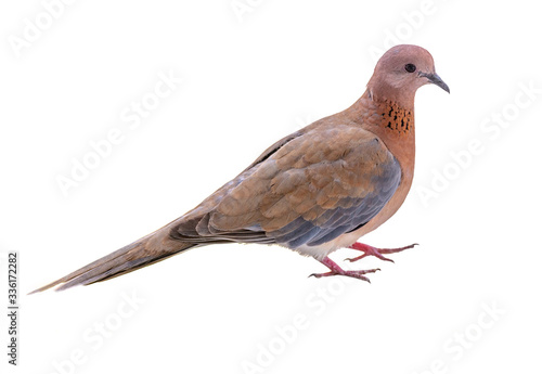 Laughing dove looking into the camera cut out on white background.