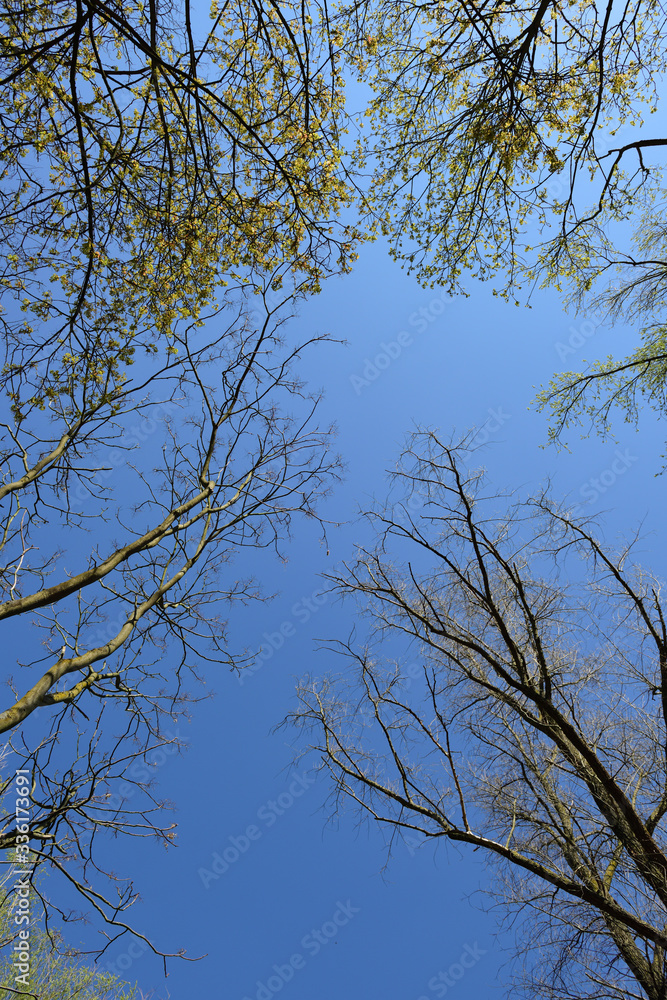 bäume mit himmel im hintergrund bäume mit himmel im hintergrund