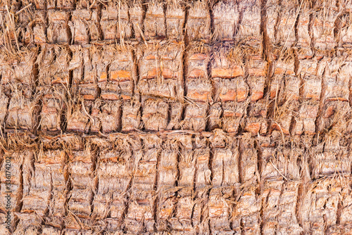 close-up of a palm tree bark