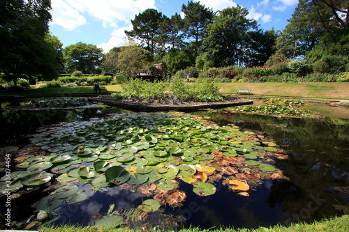 Fototapet Saltash (England), UK - August 21, 2015: A small lake in Cotehele park, near Saltash,  Cornwall, England, United Kingdom