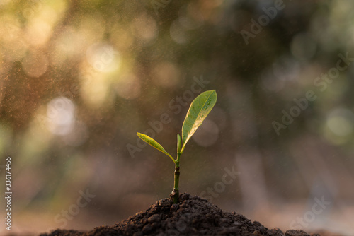 Close up view of seedlings planted in the soil And there is water droplets in the air. The concept of growing plants in nature