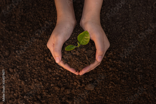 Close up Woman's hands holding a seedling to plant in the ground. The concept of growing plants in nature.