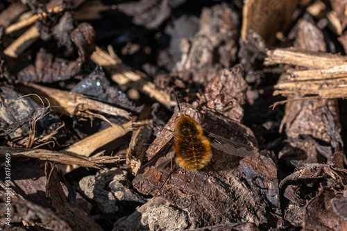 Dark-edged bee-fly, Bombylius major, laying eggs on ground tree bark. The bee-fly larva feeds on  ground dwelling bees grubs, laying eggs near the nest entrance