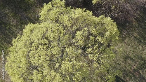 Wallpaper Mural An aerial view of Field Maple under strong wind Torontodigital.ca