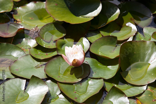 Tablou pe pânză Saltash (England), UK - August 21, 2015: Ninfee in Cotehele park, near Saltash,  Cornwall, England, United Kingdom