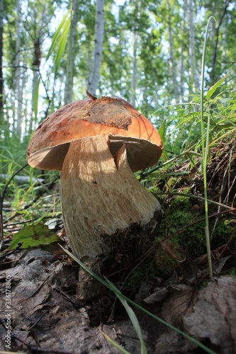 Bogatyr mushroom-boletus.