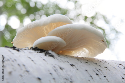  Mushrooms - saprophytes on a birch. photo