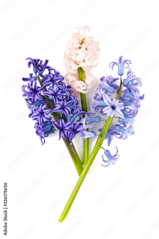 Obraz premium Bunch of hyacinths flower isolated on a white background.