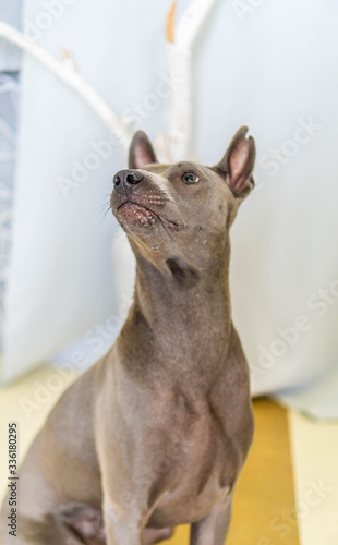 Thai Ridgeback Dog in beige gray adults