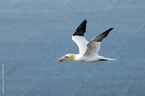 Flying Northern gannet (Morus bassanus) with nesting material in the bill, with blue sea water in the background, Helgoland island, Germany.