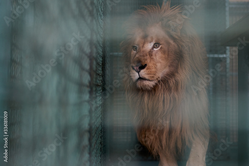 Sad lion in a cage at the zoo looks through the bars