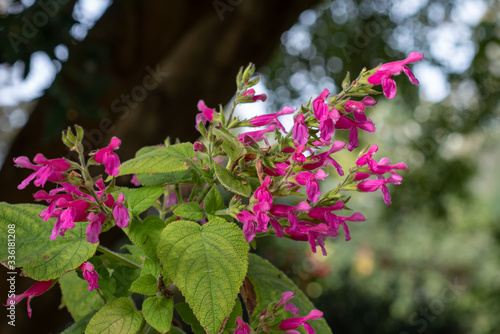 Fruit-scented sage blooming in spring