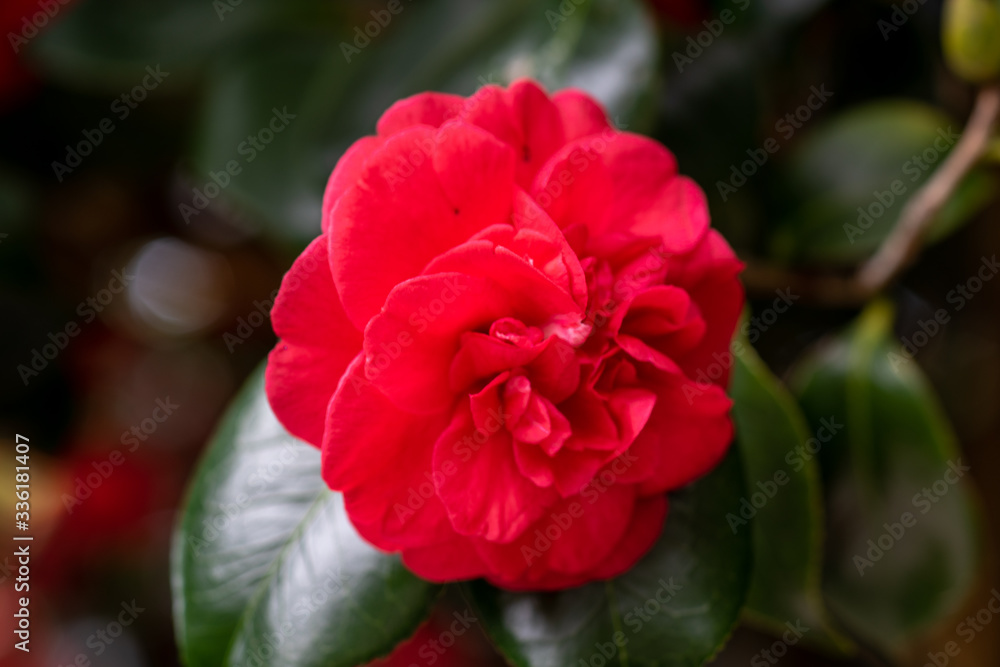 Fototapeta premium Blooming red camellia japonica emperror of russia