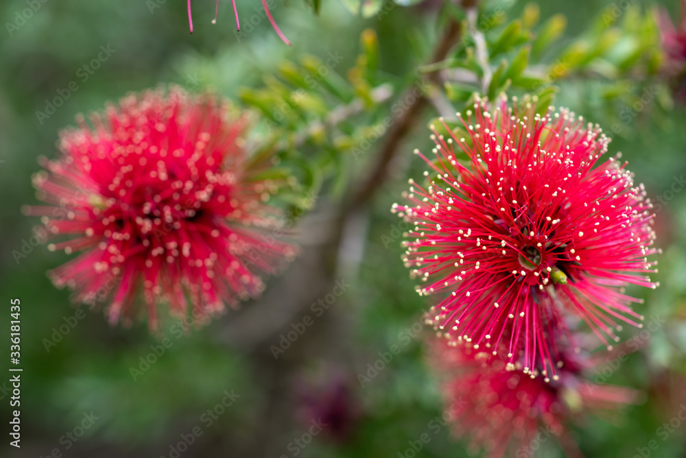 Red blooming flowers of Kunzea baxteri