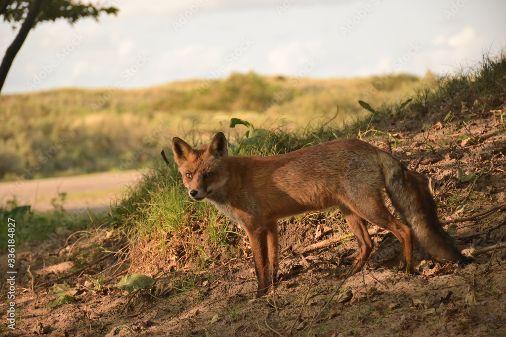 Nice portrait of the side of a fox that hunts through the dunes among the herbs. Nice portrait of the side of a fox that hunts through the dunes among the herbs.