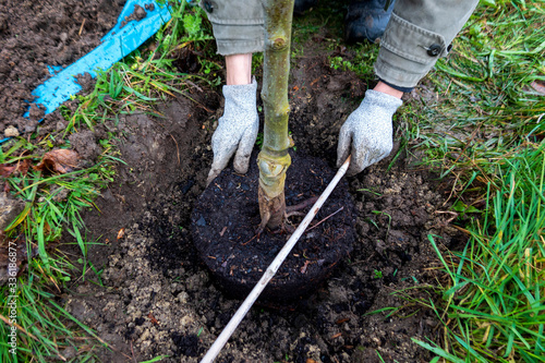 Man planting a tree photo