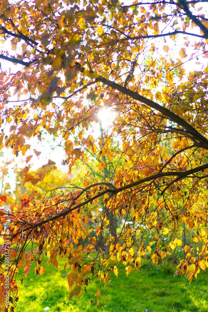 autumn in the park autumn in the park