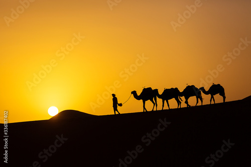 Silhouette of a camel caravan at sunrise in desert Sahara  Morocco