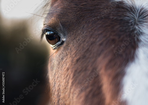 Dans l’œil du cheval