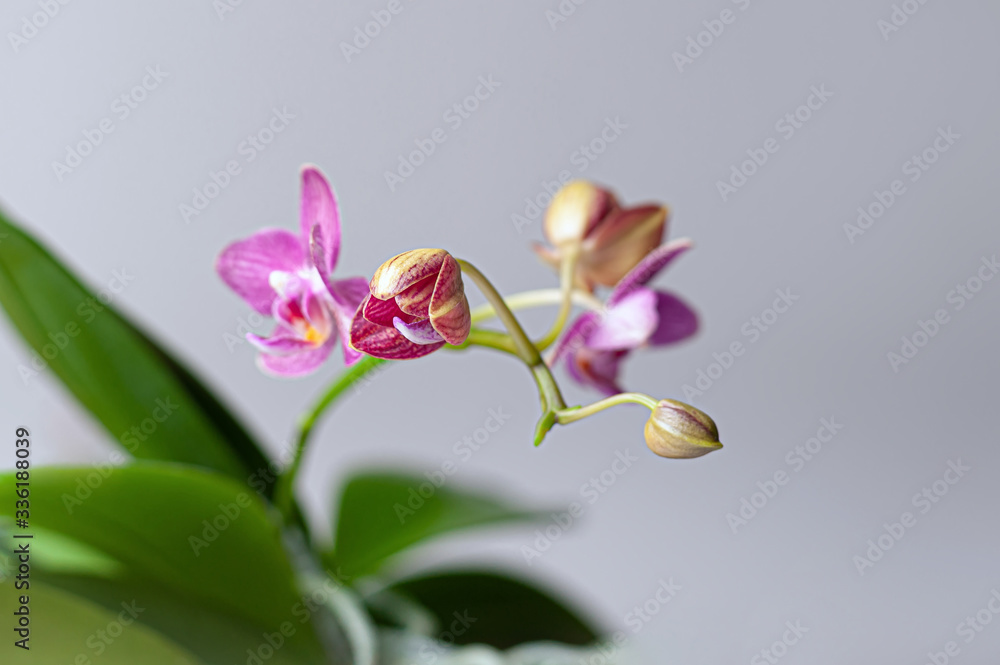 Close-up at orchid flower-clusters. Stages of blooming, from unopen bud to full flower. Orchidaceae.