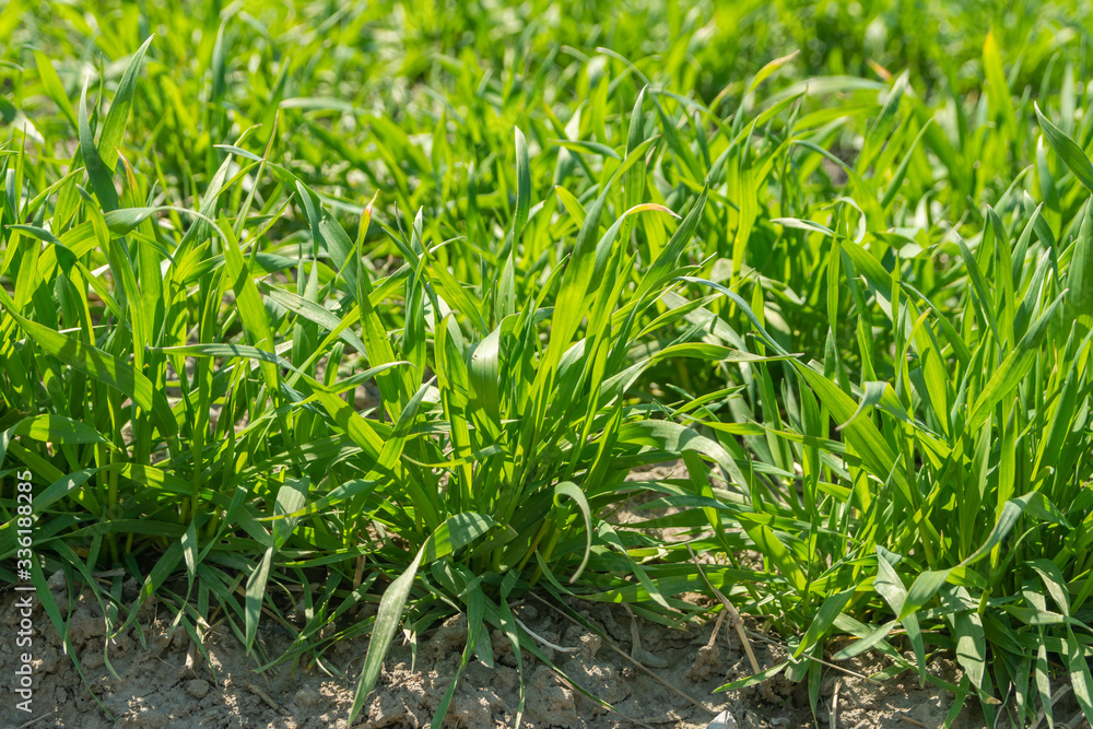 Obraz premium 麦畑