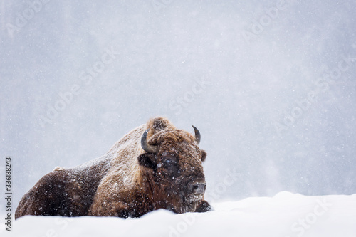 Canvas Print Bison or Aurochs in winter season in there habitat