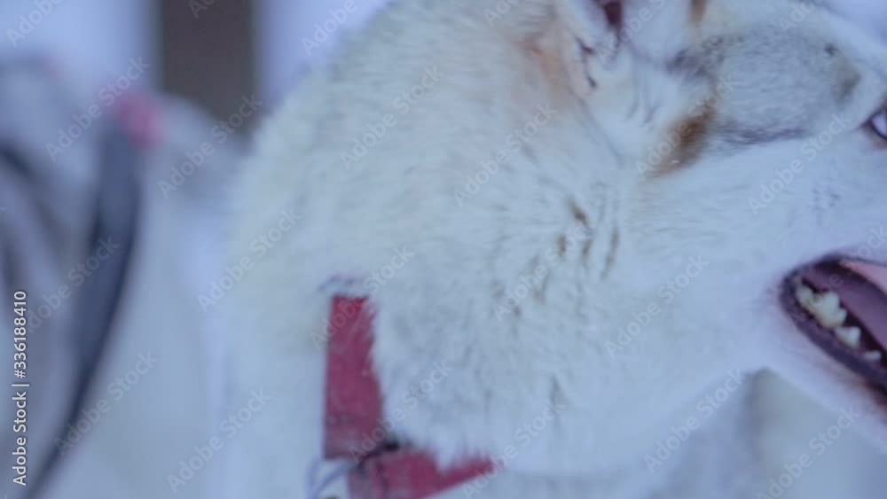 A Brown Siberian Husky With A Red Collar Turning His Head In The Region Of Lapland. -close up shot A Brown Siberian Husky With A Red Collar Turning His Head In The Region Of Lapland. -close up shot