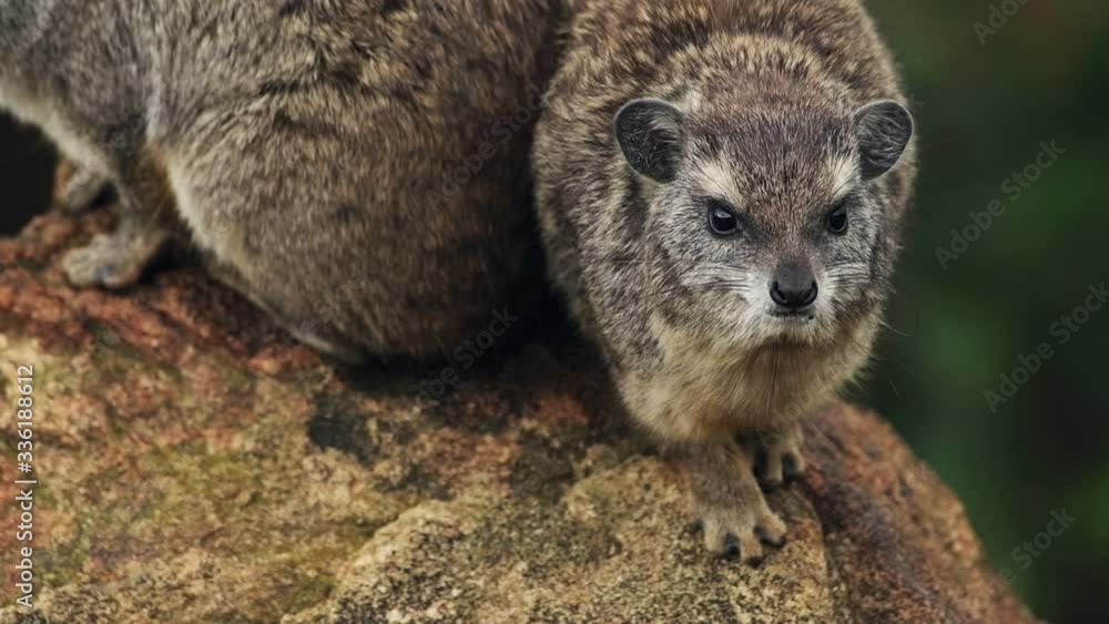 Western Tree Hyrax Sitting On The Rock In Sosian Wildlife, Kenya - Closeup Shot Western Tree Hyrax Sitting On The Rock In Sosian Wildlife, Kenya - Closeup Shot