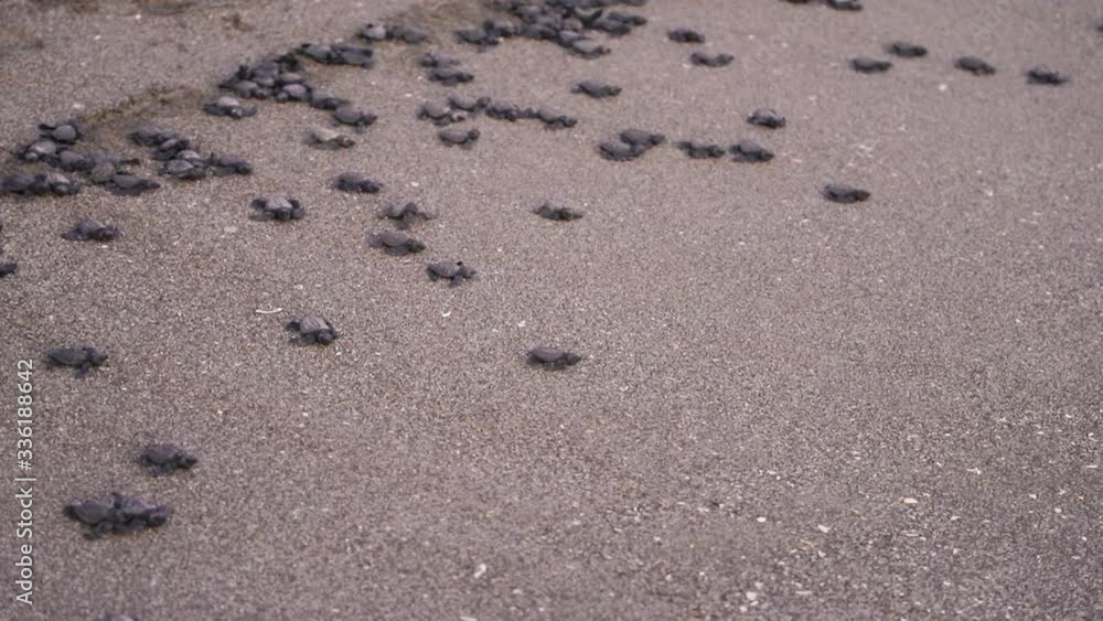 Many black baby turtles slowly walk down the beach towards the ocean and some get caught by a wave and sucked into the ocean. Wide shot from a high angle Many black baby turtles slowly walk down the beach towards the ocean and some get caught by a wave and sucked into the ocean. Wide shot from a high angle