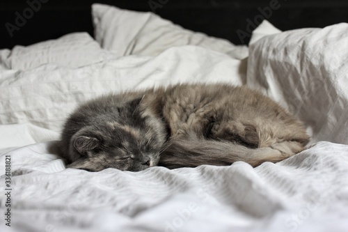 Grey old cute cat sleep