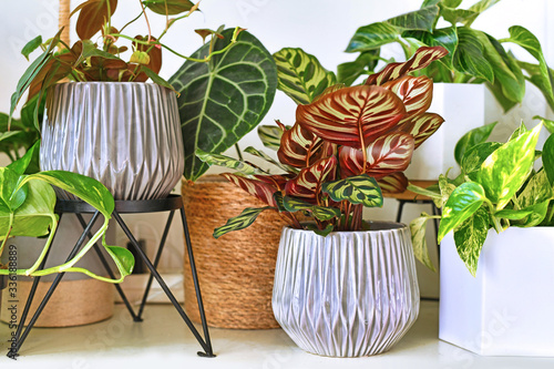 Various different tropical house plants in flower pots arranged on shelf photo