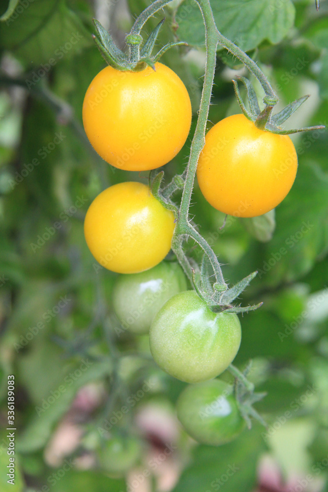 Sprig of yellow and green tomatoes close-up. Tomatoes in the greenhouse. Branch of fresh yellow cherry tomatoes in an organic farm.