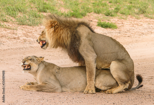 Mating lions in Kgalagadi, near Sitsas.