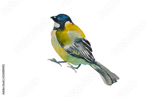 Blue tit bird looking up, isolated on white background. Original watercolor illustration of european titmouse bird © nathings
