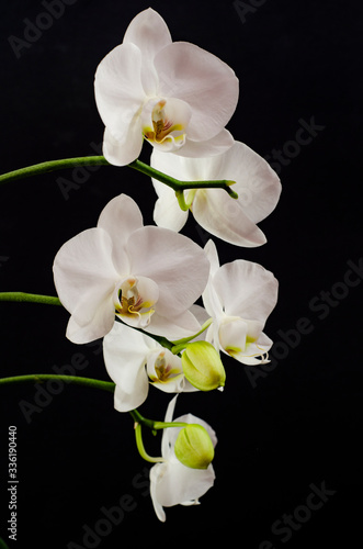 White orchid branch heavy blossoming with large white flowers on dark background. White phalaenopsis orchid branch full of flowers. Blooming orchid. Long branches of bouquet delicate orchid flowers