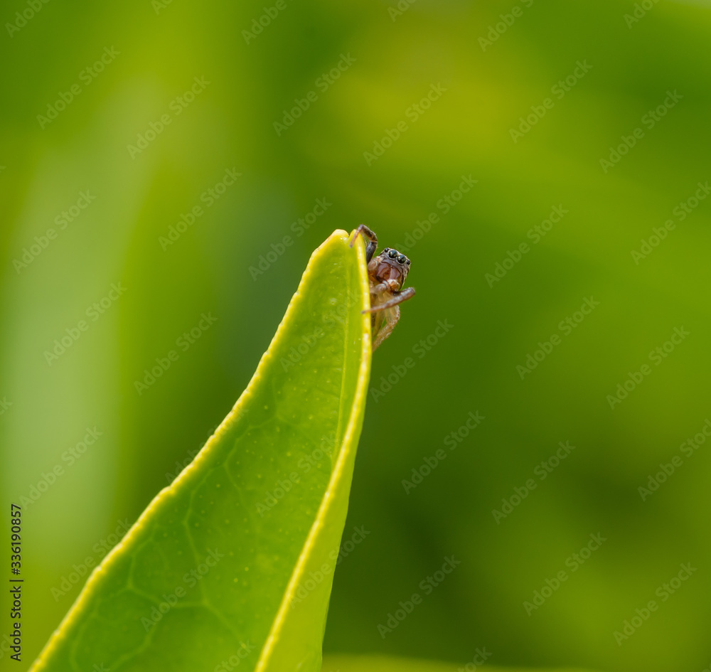 Small jumping spider on the green leaf of an orange tree looking at us with its multiple eyes Small jumping spider on the green leaf of an orange tree looking at us with its multiple eyes