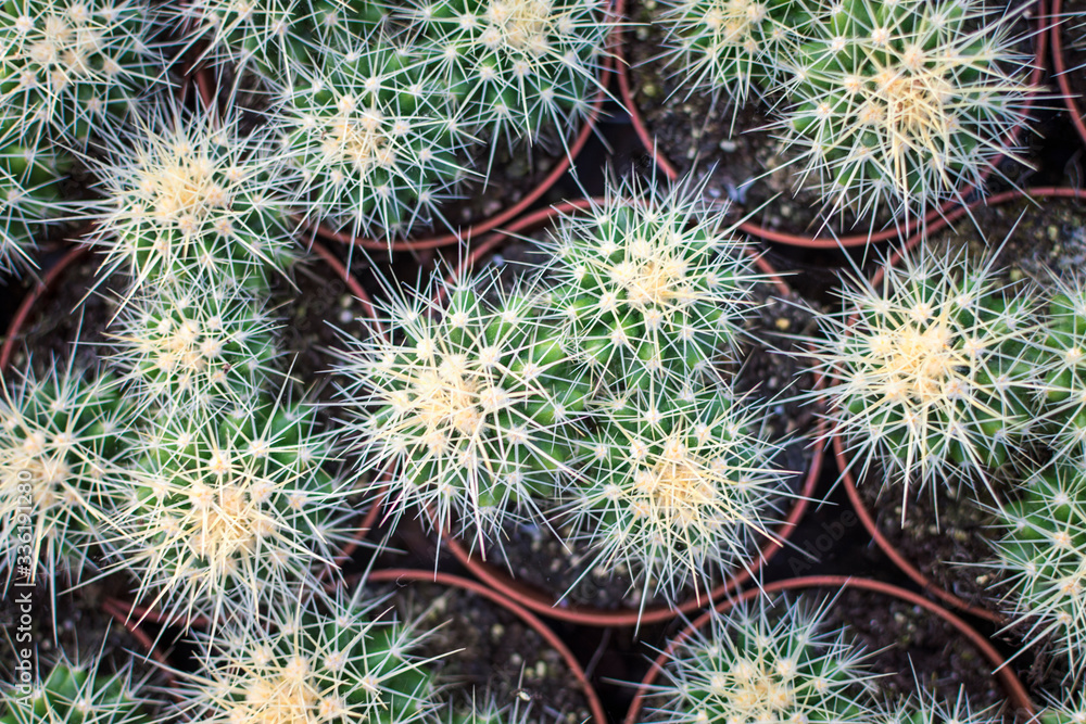 Group of Echinocactus plants in the flower pots. Succulents plants. Cactus plant. Top view. Group of Echinocactus plants in the flower pots. Succulents plants. Cactus plant. Top view.